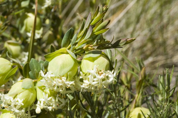 File:Pimelea bracteata.jpg