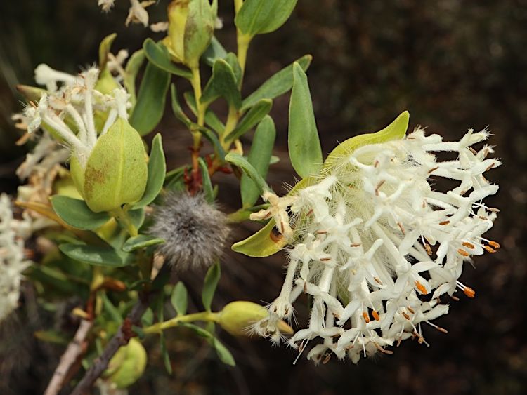 File:Pimelea leucantha.jpg