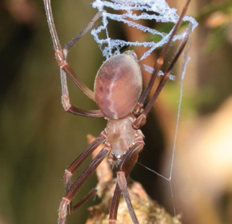 File:Progradungula otwayensis cropped.png