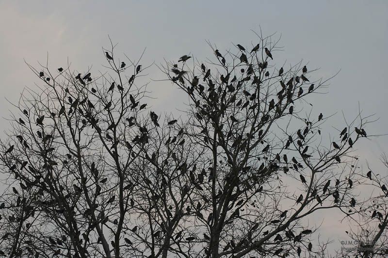 File:Rosy Starling (Sturnus roseus) I Malaysia 005.jpg