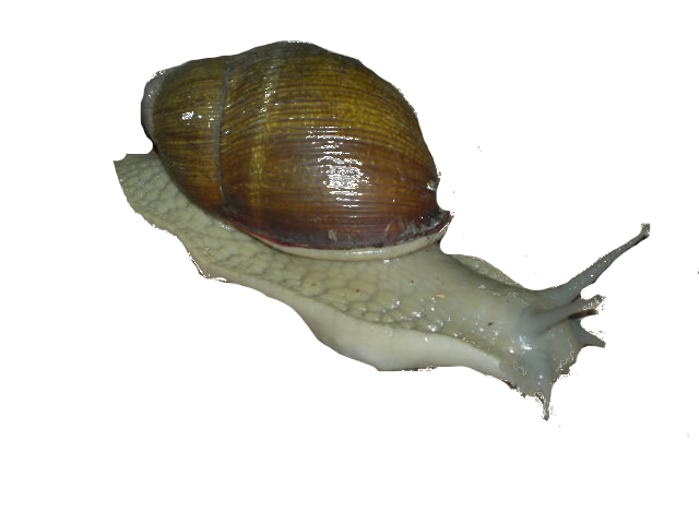 File:Snail (transparent).png