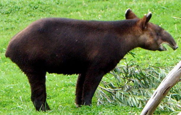 File:Tapir górski.jpg