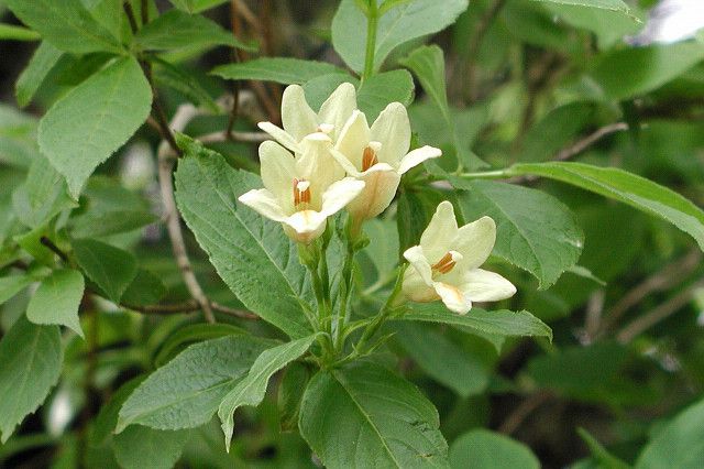 File:Weigela middendorffiana (200107).jpg