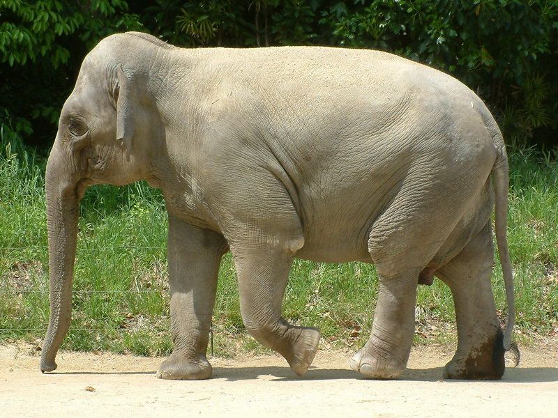 File:Zoorashia elephant.jpg