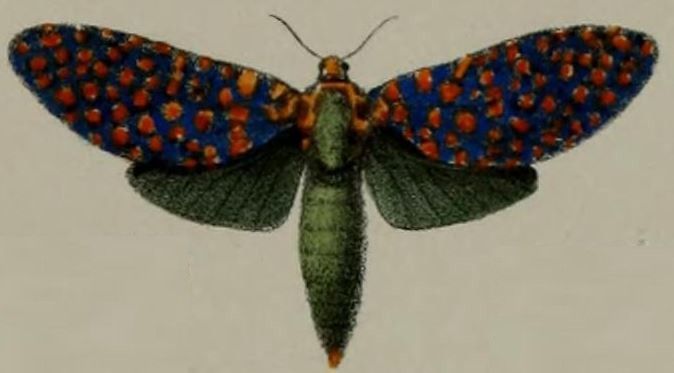 File:03-Zeuzera stephania=Eulophonotus stephania (Druce, 1887).JPG