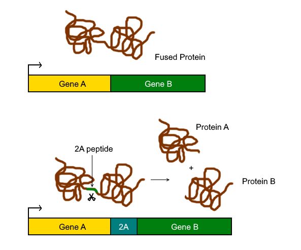 File:2A peptide Working Mechanism.jpg