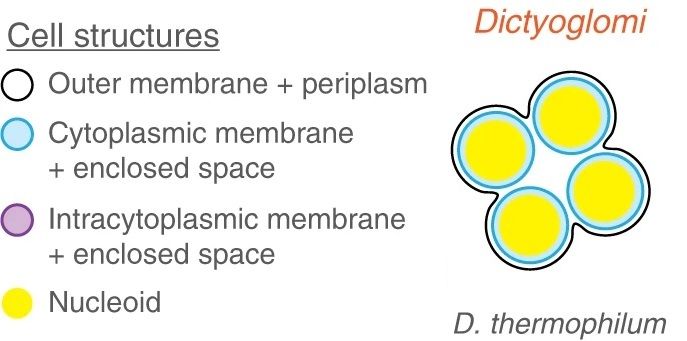 File:41467 2020 20149 Fig3btm r.jpg