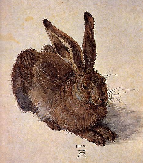 File:A Young Hare, Albrect Durer.jpg