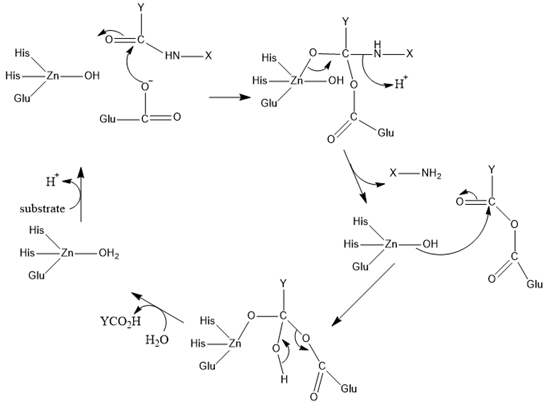 File:Carboxypeptidase-anhydride mechanism.png