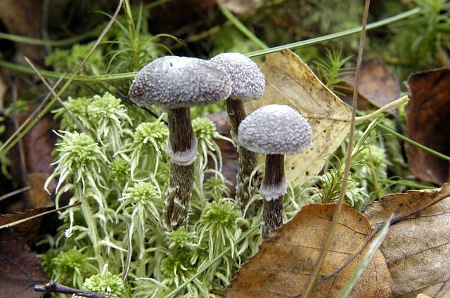 File:Cortinarius hemitrichus - Lindsey.jpg