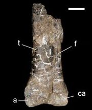 File:Eoabelisaurus lower leg.jpg