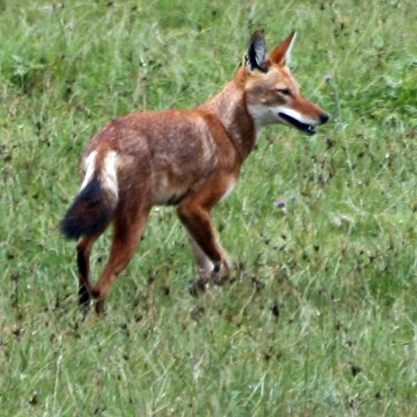 File:EthiopianWolf1.jpg