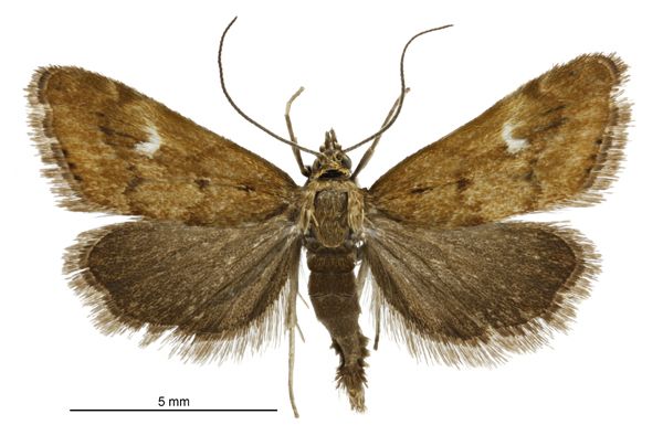 File:Glaucocharis helioctypa male.jpg