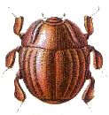 Haeterius ferrugineus