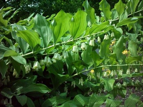 File:Kokoryczka wielokwiatowa Polygonatum multiflorum.jpg