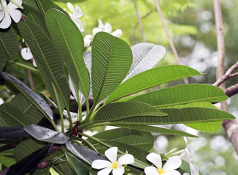 File:Leaves I IMG 8331.jpg