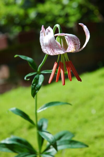 File:Lilium kellogii 2.jpg