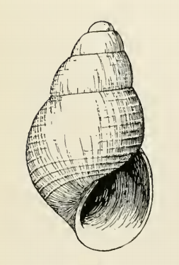 File:Odostomia capitana 001.png