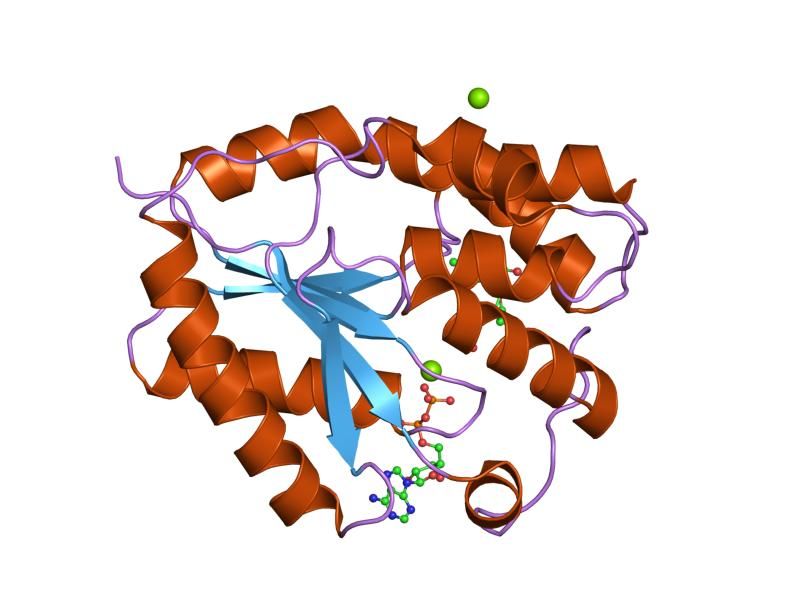 File:PDB 1e9e EBI.jpg