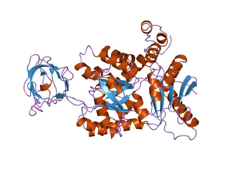 File:PDB 1pkm EBI.jpg