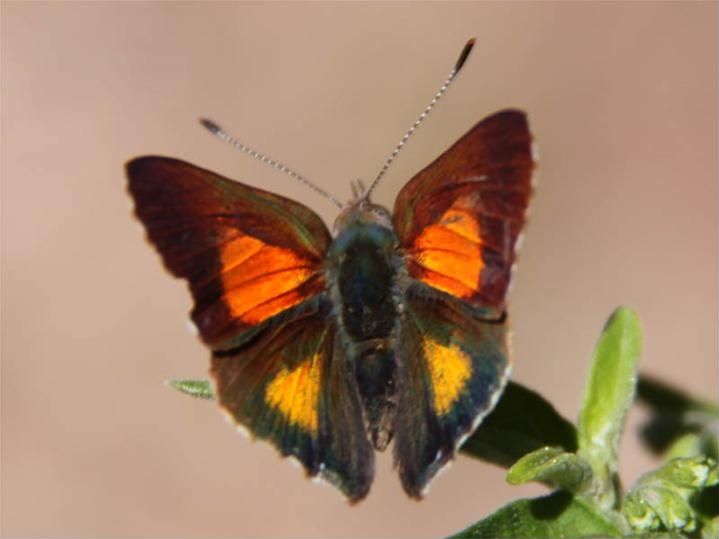 File:Paralucia aurifer male.jpg