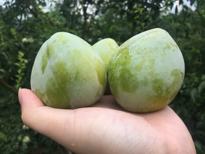 File:Peach-shaped Plum.png