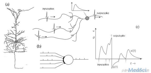 File:Pulsed neuron model.jpg