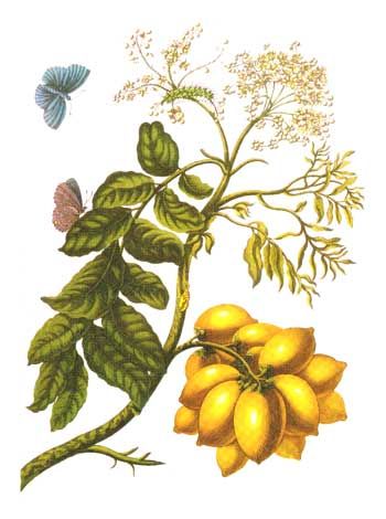 File:Spondia purpurea Merian.jpg