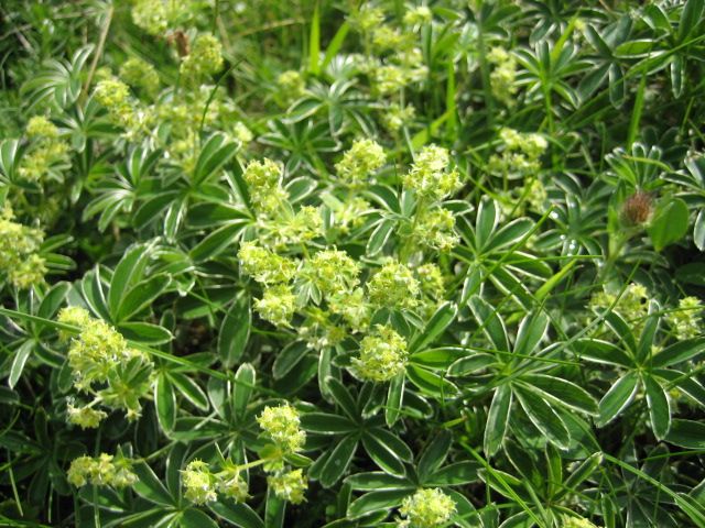 File:Alchemilla alpina1.JPG