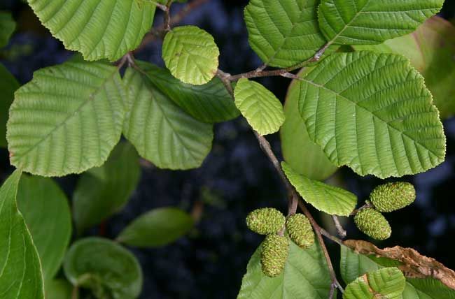 File:Alnus incana rugosa leaves.jpg