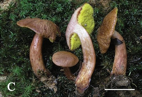 File:Aureoboletus (10.3897-mycokeys.61.47520) Figure 2C.jpg