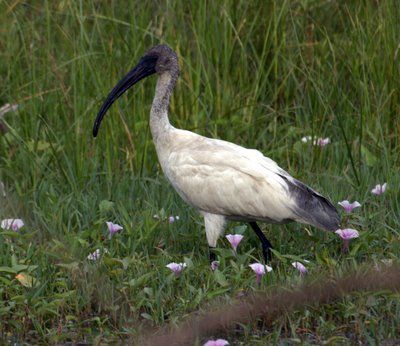 File:Black headed ibis.jpg