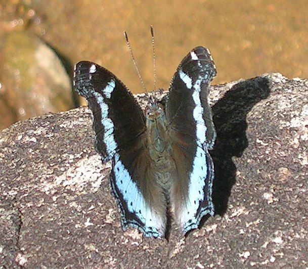 File:Blue admiral up.jpg