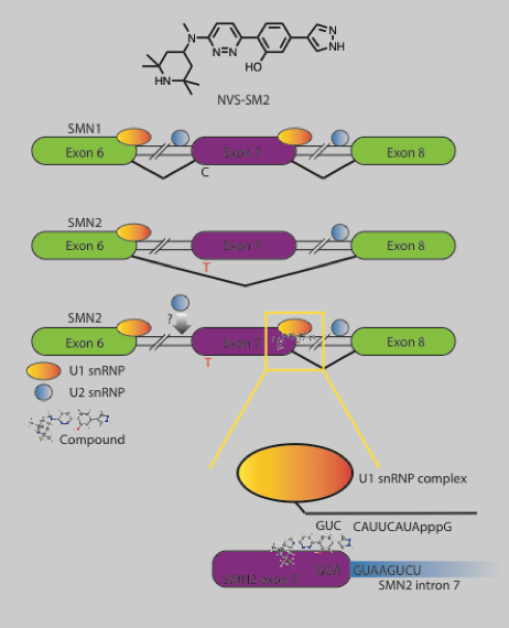 File:Branaplam Proposed Mechanism of Action.png