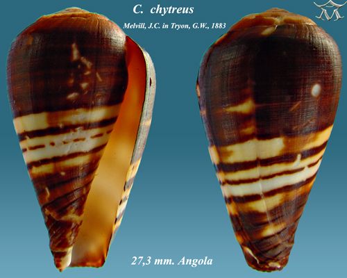 File:Conus chytreus 3.jpg