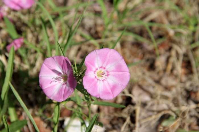 File:Convolvulus arvensis -flower view 01.jpg