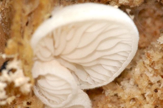 File:Crepidotus spec. - Lindsey 2.jpg