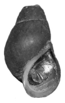 File:Elimia potosiensis shell 3.png