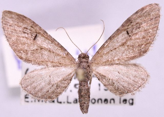 File:Eupithecia innotata.jpg