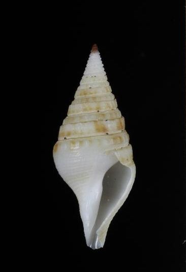 File:Gemmuloborsonia neocaledonica 001.jpg