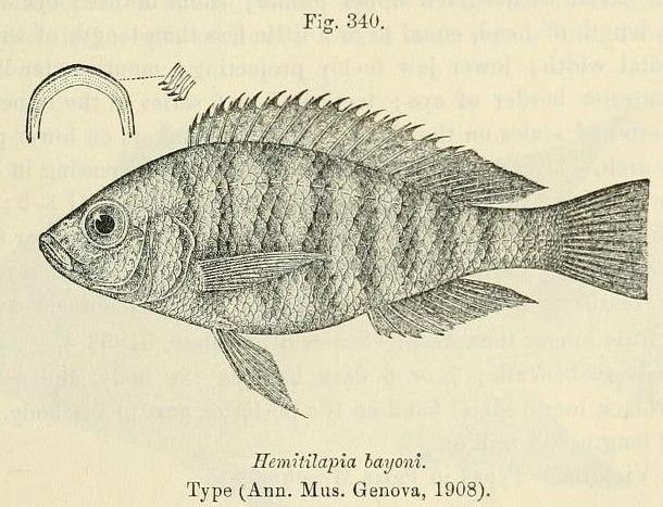 File:Haplochromis obliquidens.jpg