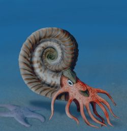 File:Hildoceras NT.jpg