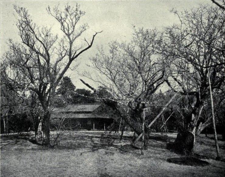 File:Hotta Seirin's plum farm.jpg