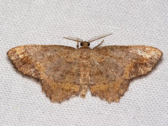 File:Hypagyrtis unipunctata.jpg