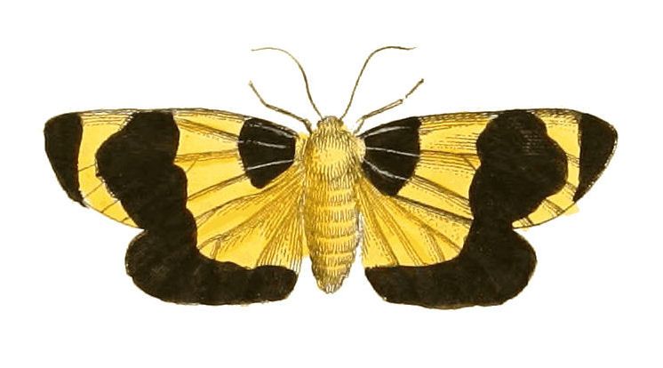 File:Illustrations of Exotic Entomology Arctia Menea.jpg