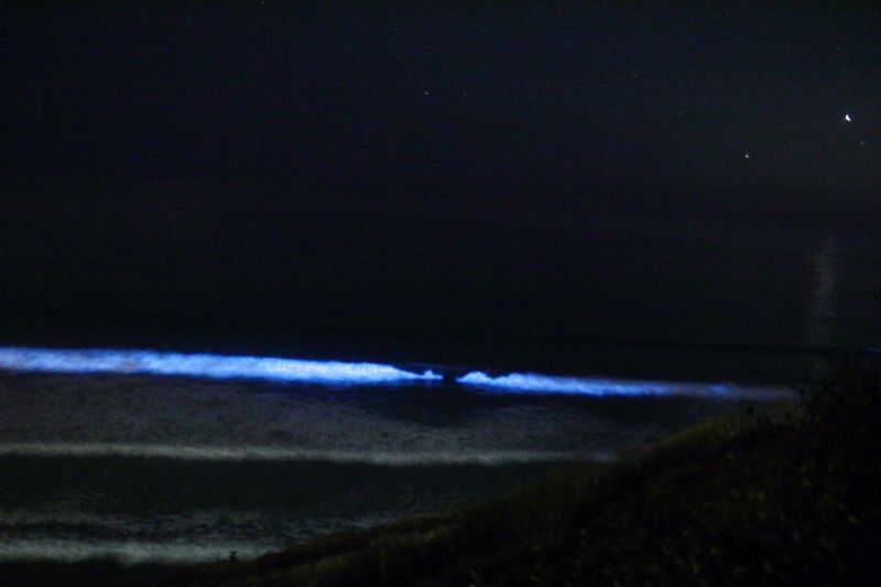 File:L Polyedrum Bioluminescing at La Jolla beach.JPG