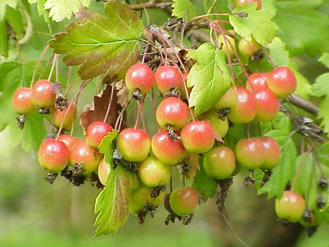 File:Malus florentina0.jpg