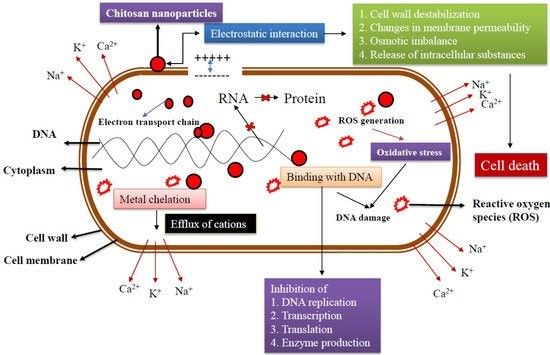 File:Mechanism of Action Diagram.jpg