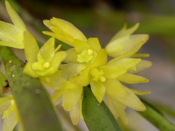 File:Octomeria decumbens.jpg