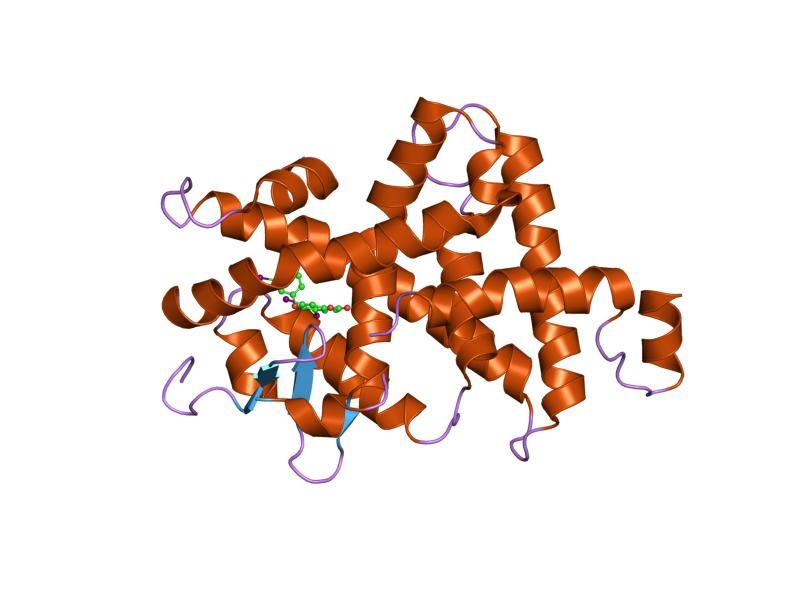 File:PDB 1nuo EBI.jpg